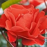 Stammrose 'Westpoint'®, Beetrose, Stammhöhe 60cm im 7,5 Liter Topf