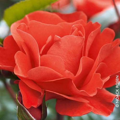 Stammrose 'Westpoint'®, Beetrose, Stammhöhe 60cm im 7,5 Liter Topf