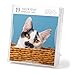 Cat Page-A-Day® Gallery Calendar 2026: A Delightful Gallery of Cats for Your Desktop
