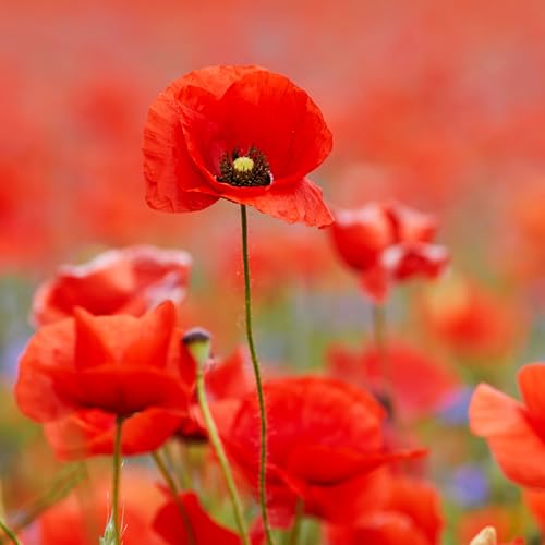 Red Field Poppy Seeds - 2000 Native UK Wild Flower Seeds for Attracting Bees Pollinators Also known as Flanders Poppy Suitable for Planting and Growing Outdoors in Meadows & Gardens by Meldon Seeds