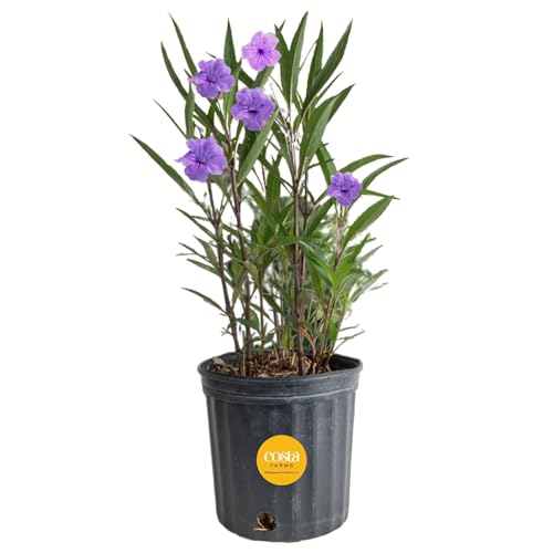 Costa Farms Ruellia Live Outdoor Plant, Purple Showers Mexican Petunia, 10-Inch Grower Pot, 2-Feet Tall, Fast Growing Flowering Shrub, Drought-Tolerant Perennial, Pollinator & Butterfly Attractant