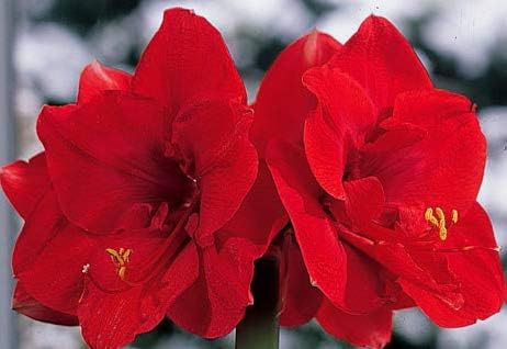 Merry Christmas Amaryllis, Jumbo Sized Bulb, Blooming Sized Red Amaryllis, Beautiful Flower Bulb, Plant, Flower