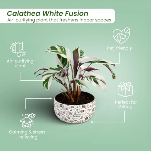 Image of Amulya Farms Indoor Plants for Home | Calathea White Fusion Live Plant with Premium Floral Print Metal pot | Air Purifying and Ornamental Plants for home, Living Room and Office Decoration