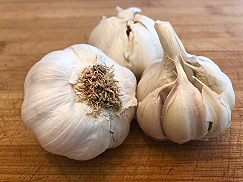 Pflanzknoblauch Hoffmeyer Messidrome - Weiße Knoblauchzwiebel für den Anbau