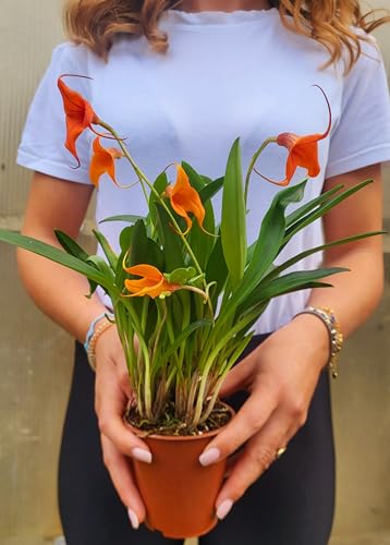 POWERS TO FLOWERS - ORCHIDEA, CATTLEYA, MASDEVALIA ARANCIO, pianta vera