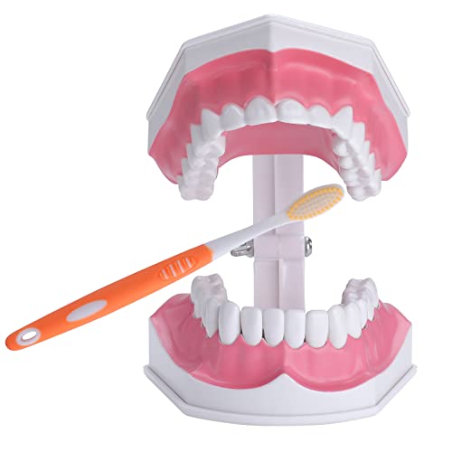 Brosser les dents modèle pour enfants pour corriger les gestes du brossage quotidien