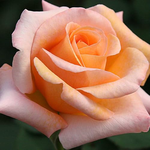 Special Occasion Live Orange Rose Plant image