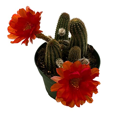 Peanut Cactus, Echinopsis Chamaecereus, Beautiful Healthy Well Rooted Starter Plant In 4 Inch Pot #TOP2