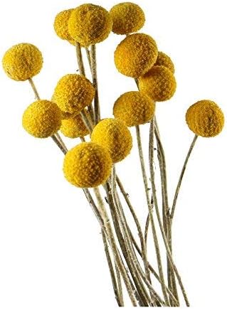 VIVIQUEN 30 Stems Dried Craspedia Flowers Decorative Preserved Billy Balls Dry Bouquet for Wedding Floral Arrangements, 20” -24" Tall Home Decorations