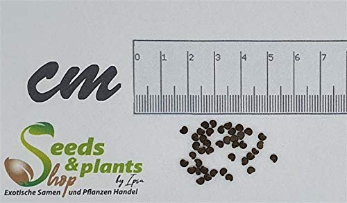 Stk - 50x Corchorus capsularis Weiße Jute Strauch Pflanzen - Samen ID37 - Seeds Plants Shop Samenbank Pfullingen Patrik Ipsa - Image 3