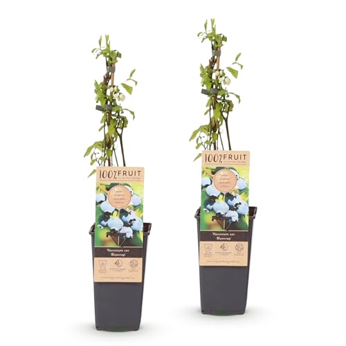 Green boutiQ - Fruchtpflanze - Vaccinium corymbosum Bluecrop - Heidelbeere - Winterhart - Blaubeere - 2 Pflanzen - Topf 15cm - Höhe 50cm