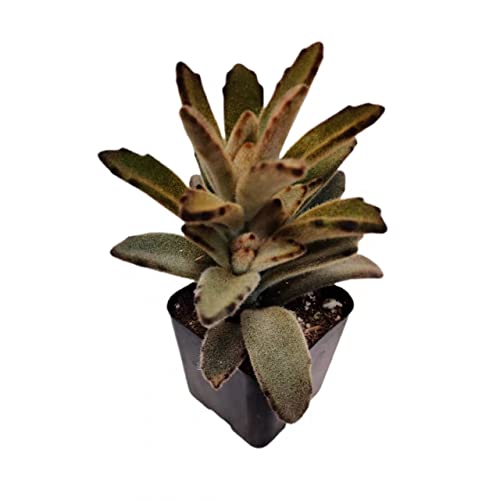 Chocolate Soldier Plant: Care Guide & Best Succulent Choices