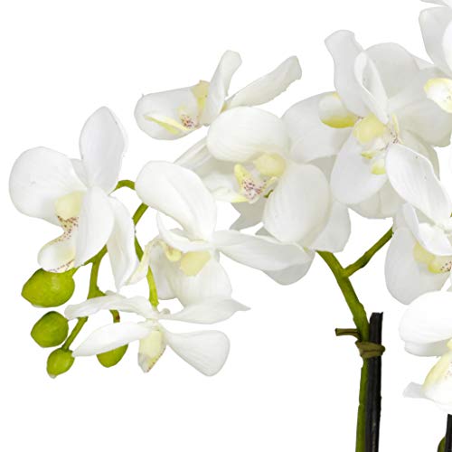Mejores review On-line Venta de plantas naturales - los más vendidos. 8 Imagen adicional
