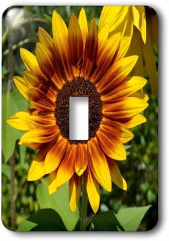 3dRose Pretty Red & Yellow Sunflower Flower Photo single toggle switch image 5