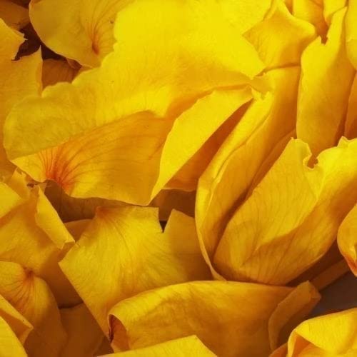 Confeti de pétalos de rosa secos, 1 litro, 100% biodegradable, color amarillo