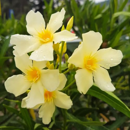 90pcs Cream Oleander Flower Seeds