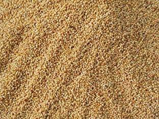 HANU Yellow Millet Bird Food for Small Birds (5kg) 04