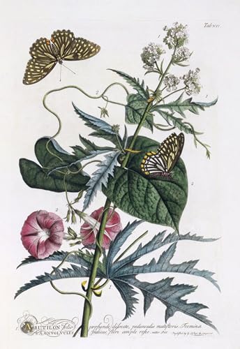 Lienzo Abutilon e Convolvulus 60x90cm para llenar de vida tus paredes vacías 1