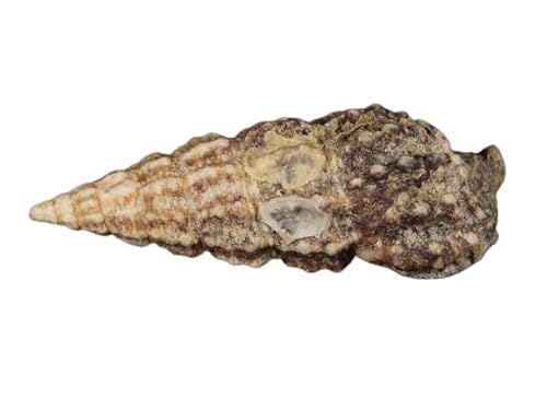 Coralline Covered Cerith Snails - Pick Your Pack