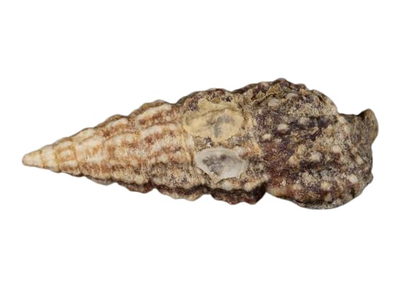 Coralline Covered Cerith Snails (Shore Aquatic) -...