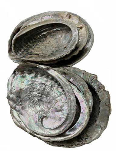 Abalone Shell Large - Ideal for Smudging, Cleansing, Meditation, Home Décor and to Gift