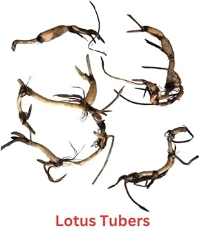 Indian Gardens - Lotus live Tubers | Live Plant | Aquatic plants | (Pack of 5)