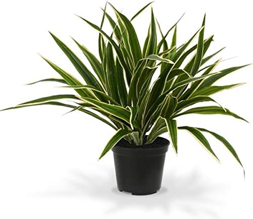 Chlorophytum - Planta Viva - Planta Araña - Planta Natural para Interior y para Exterior