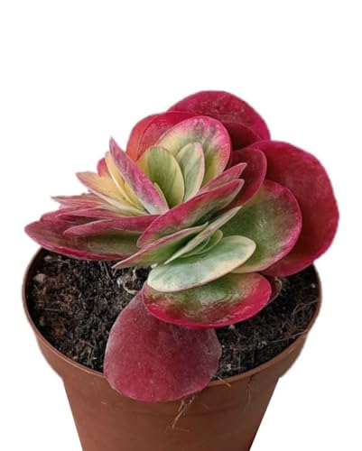 Planta Crasa Kalanchoe Thyrsiflora Variegata, en maceta de 13 cm. Planta de las orejas de burro. Suculenta con hojas gruesas y bordes rojos y cremosos. Segura Garden.