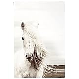 Poster Weißes Pferd - Papier 61 x 91.5 cm Weiß Mädchenzimmer Tiere