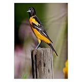 3dRose Baltimore Oriole Female in Flower Garden Marion, Illinois, USA. 22x30 Bath Hand Pool Towel