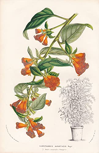 Habrothamnus Aurantiacus. - cestrums Hammersträucher Central America flowers Blumen botanical Botanik Botanical Botany