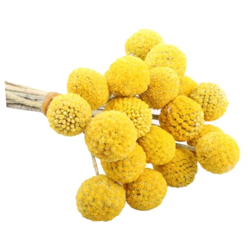30 tallos de flor seca Craspedia amarilla natural LIFKOME
