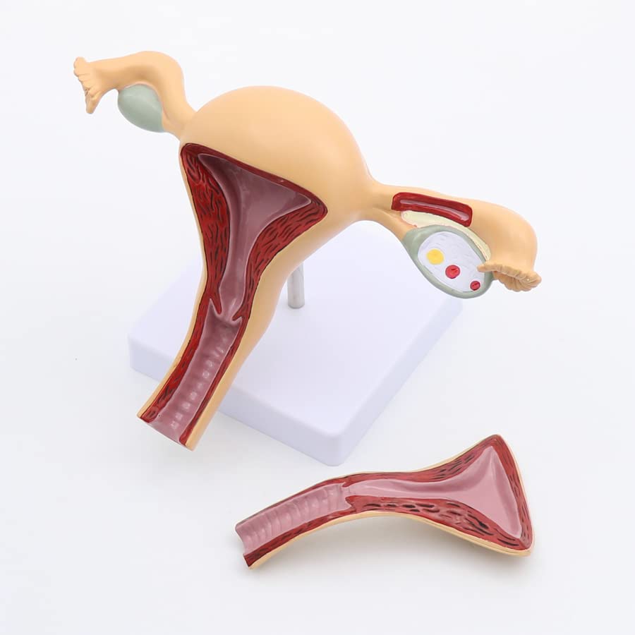 Modèle d'anatomie génitale féminine Modèle d'enseignement médical génito-urinaire de l'utérus
