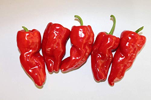 Pimiento De Padron & Shishito Peppers Frais de 30 graines de Chaque 2018