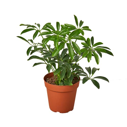 House Plant Shop | Schefflera Arboricola 'Umbrella Plant' - 4' Pot | Live Indoor Plant | Easy to Care | Natural Décor Plant | Great Gifts| Free Care Guide