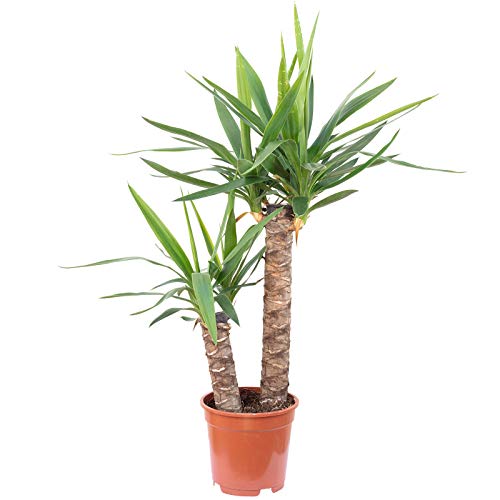 Palmlilie 2-stämmig - echte Zimmerpflanze, Yucca Elephantipes Palme 45/20 - Höhe ca. 80 cm, Topf-Ø 17 cm