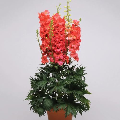 semi di delphinium resistente perenne - delphinium - Decorazione del soggiorno, antiche varietà da giardino roccioso sono rampicanti resistenti, 1000pcs