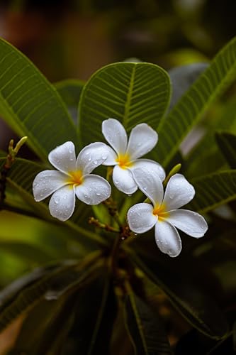 5 Samen Frangipani (Plumeria Obtusa) #Tempelbaum #Duftjasmin #Bienenmagnet