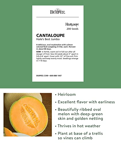 Burpee Hale's Best Jumbo Cantaloupe Melon Seeds 200 Seeds #TOP2