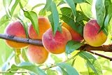 Bounty Peach Tree - Self Pollinating - Live Fruit Plant Shipped 3 Feet Tall by DAS Farms