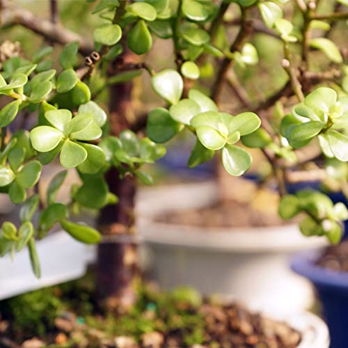 Brussel'S Bonsai DT6009DJT10 Brussel'S Live Dwarf Jade Indoor Bonsai Tree thumb #2