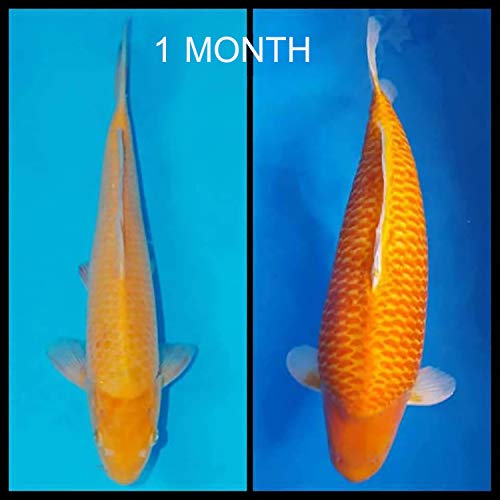 Hulx Koi Fish Food Sinking Pellets For Big Muscle & Mass Weight Gain, Whey Mixed High Protein 60% Fast Growth Formula 1.3 Lb.(600 Gram.) 2Mm, Healthy Nutrition Color Enhancer, Clear Water Pond Food #TOP7