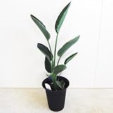 ＩＴＡＮＳＥ ストレリチア レギネ 極楽鳥花 6号 1個売り 観葉植物 Strelitzia reginae オレンジ 青 赤 花 扇形の葉 ツヤ