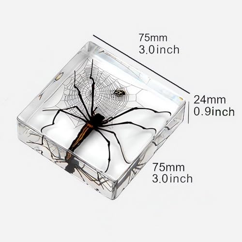 Image of 3pcs Taxidermy Spiders, Real Insect Bug Spiders Specimen in Resin, Clear Sealed for Closer-Look & Study in Healthy, Science Educational Classroom Specimens, Unique Amazing Gift (3.0x3.0x0.8-inch)