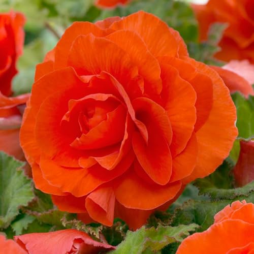 Carbeth Plants - 10 x Begonia Double Orange Summer Tubers - Large Headed Long Flowering Season Perennial Bulb Corms - Low Maintenance Pollinator Friendly - Grow in Beds, Borders and Patio Pots