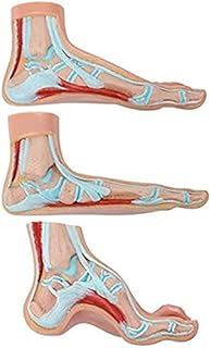 Human Body Anatomy Model of Human Foot | Podiatry Model is A Set of 3 Human Feet | Foot Model Shows The Common Foot Conditions Flat Foot
