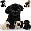 Black Pugs