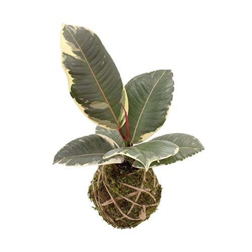 KENTIS - Ficus Tineke Kokedama - Piante Vere da Appartamento Purificatrici d'Aria - Pianta Ornamentale da Interni - H 30-40 cm