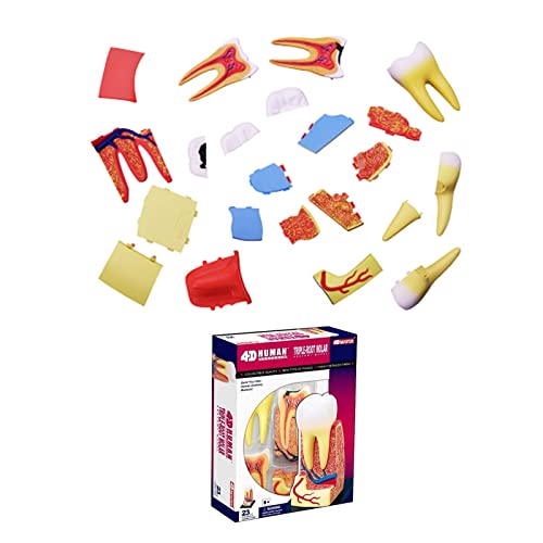Modèle de dents éducatif WUURAA pour démonstration en classe - 3