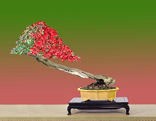 Euonymus Europaeus * Spindle * Bonsai Tree * Uniqe * 5 Seeds Limited :  Amazon.de: Garden